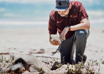 Preparan operativos en playas por arribo de tortugas durante Semana Santa