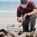 Preparan operativos en playas por arribo de tortugas durante Semana Santa