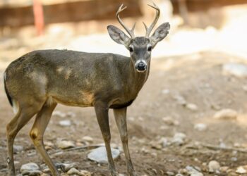 Buscan renovar experiencia del Zoológico Tamatán con nuevas especies