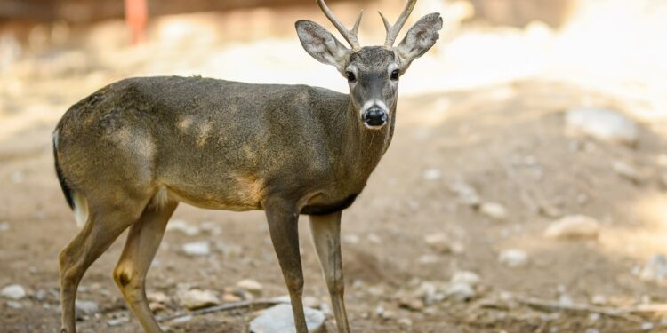 Buscan renovar experiencia del Zoológico Tamatán con nuevas especies