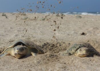 Registra Tamaulipas primera anidación de tortuga lora de la temporada 2026