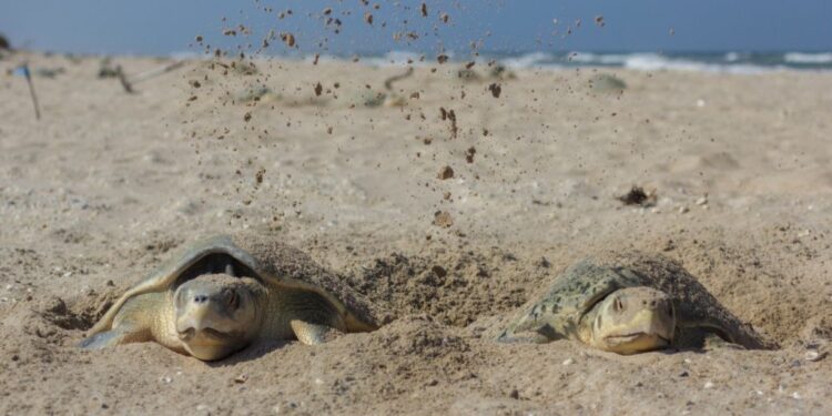 Registra Tamaulipas primera anidación de tortuga lora de la temporada 2026