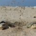 Registra Tamaulipas primera anidación de tortuga lora de la temporada 2026