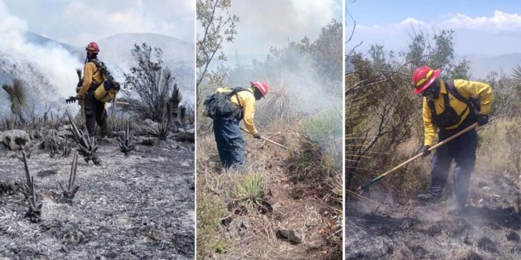 Tamaulipas logra la liquidación total del incendio forestal en Bustamante