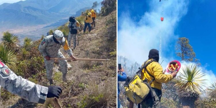 Incendio forestal “Puerto del Volcán”, en Miquihuana es liquidado al 100%