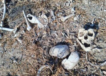 Localiza colectivo más restos humanos en Reynosa