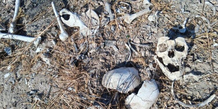 Localiza colectivo más restos humanos en Reynosa