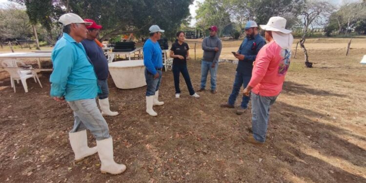 Impulsan desarrollo de granjas de ostión en Aldama y San Fernando