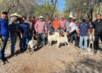 Impulsan evaluación reproductiva de sementales caprinos en Jaumave