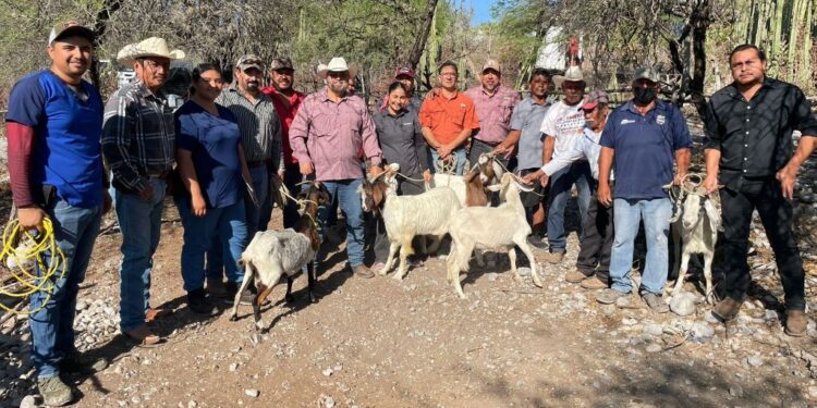 Impulsan evaluación reproductiva de sementales caprinos en Jaumave
