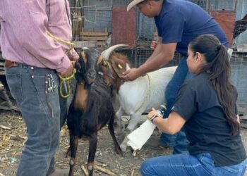 Impulsan eficiencia reproductiva del ganado caprino en Miquihuana