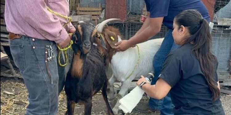 Impulsan eficiencia reproductiva del ganado caprino en Miquihuana