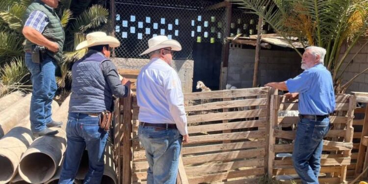 Destaca Tamaulipas con genética caprina de alto nivel en festival nacional