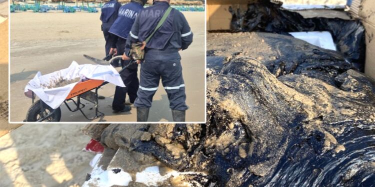 Marina retira hidrocarburo en Playa Miramar y refuerza vigilancia ambiental costera