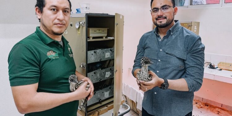 Nacen ejemplares de emú en el Zoológico Tamatán