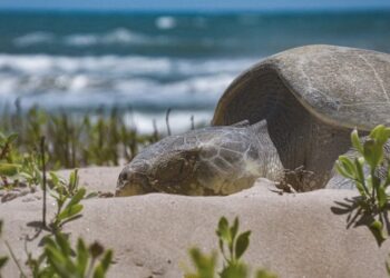 Avanza temporada de anidación de tortuga lora; suman más de 16 mil huevos protegidos