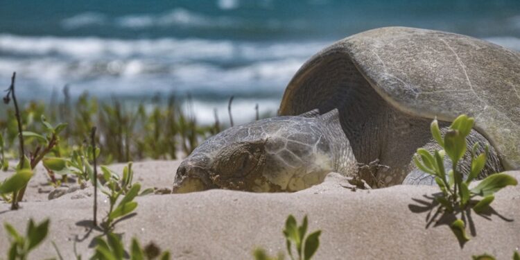 Avanza temporada de anidación de tortuga lora; suman más de 16 mil huevos protegidos
