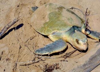 Intensifica Tamaulipas monitoreo y resguardo de nidos de tortuga lora