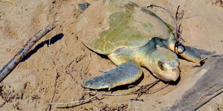 Intensifica Tamaulipas monitoreo y resguardo de nidos de tortuga lora