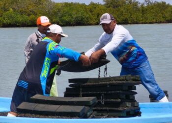 Refuerzan acciones para el crecimiento sostenible del ostión en Aldama