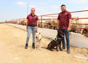 Avanza Tamaulipas en control del gusano barrenador con apoyo de binomios caninos
