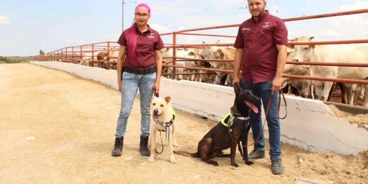 Avanza Tamaulipas en control del gusano barrenador con apoyo de binomios caninos