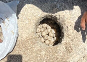 Supera Tamaulipas los 222 mil huevos de tortuga lora protegidos