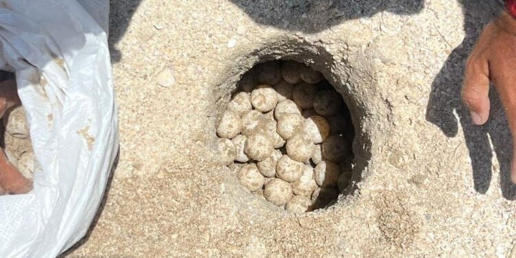 Supera Tamaulipas los 222 mil huevos de tortuga lora protegidos