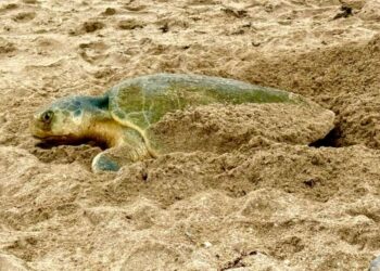 Registra Tamaulipas más de 207 mil huevos de tortuga lora en temporada 2026