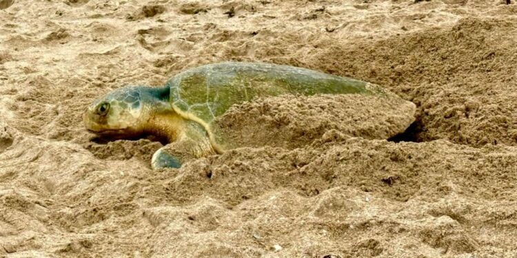 Registra Tamaulipas más de 207 mil huevos de tortuga lora en temporada 2026