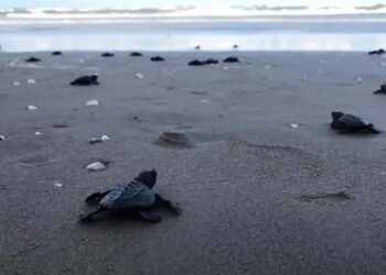 Refuerzan vigilancia para proteger huevos de tortuga lora en Tamaulipas