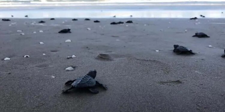 Refuerzan vigilancia para proteger huevos de tortuga lora en Tamaulipas