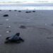Refuerzan vigilancia para proteger huevos de tortuga lora en Tamaulipas