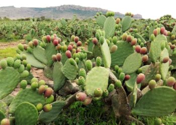 Tuna y nopal impulsan nuevas rutas comerciales mexicanas