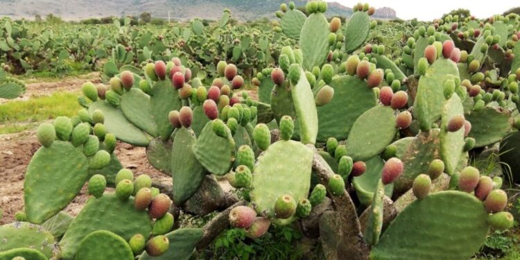 Tuna y nopal impulsan nuevas rutas comerciales mexicanas