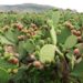 Tuna y nopal impulsan nuevas rutas comerciales mexicanas
