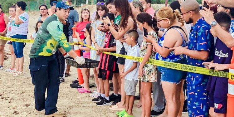 Viven familias la primera liberación pública de tortuga lora en La Pesca