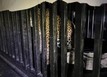 Brindan atención especializada a felino silvestre rescatado en la zona serrana de Tamaulipas