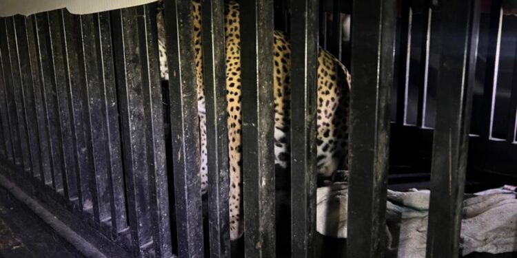 Brindan atención especializada a felino silvestre rescatado en la zona serrana de Tamaulipas