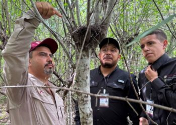 Refuerza Tamaulipas la vigilancia para proteger a la paloma ala blanca