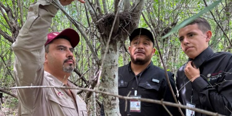 Refuerza Tamaulipas la vigilancia para proteger a la paloma ala blanca