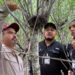 Refuerza Tamaulipas la vigilancia para proteger a la paloma ala blanca