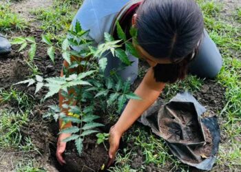 Necesitamos mas árboles para combatir islas de calor: Karl Becker