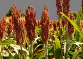 Producción de sorgo caerá un 60%