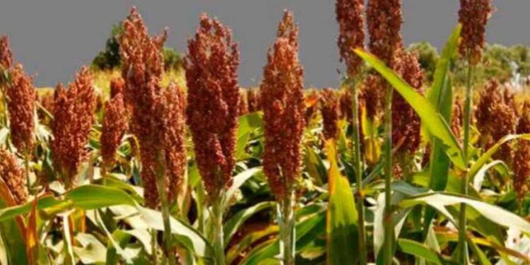 Producción de sorgo caerá un 60%