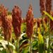 Producción de sorgo caerá un 60%