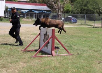 Binomios K-9 de la Guardia Estatal fortalecen la seguridad y la cercanía con la ciudadanía