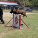 Binomios K-9 de la Guardia Estatal fortalecen la seguridad y la cercanía con la ciudadanía