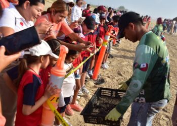 Liberan crías de tortuga lora niñas y niños de Güémez