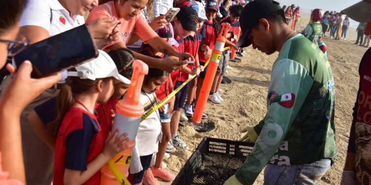 Liberan crías de tortuga lora niñas y niños de Güémez